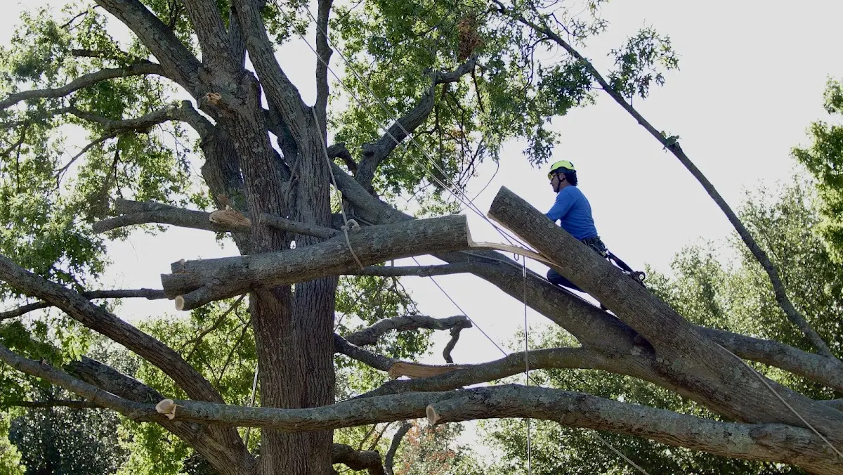 Professional Hazardous Tree Removal performed by certified arborists in Matthews