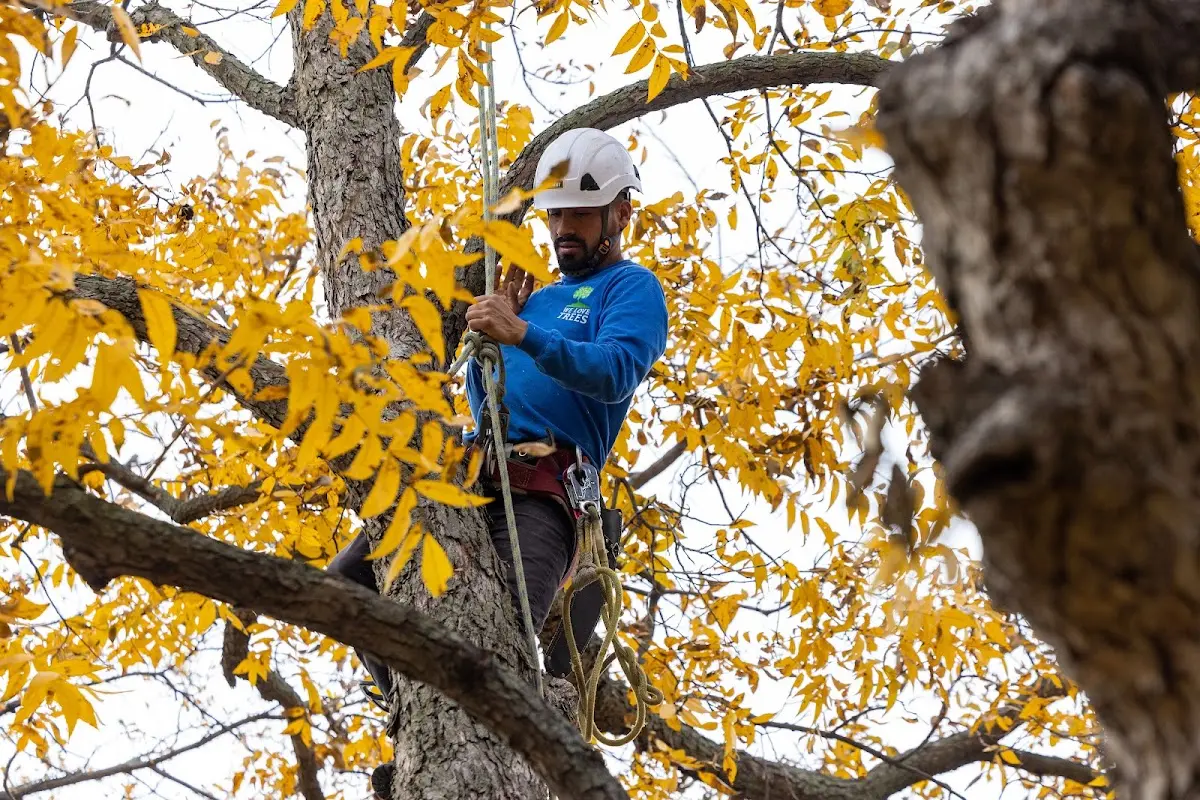 Skilled Tree Trimming crew working in Matthews